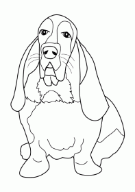 basset_hound001