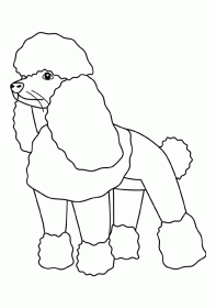 poodle001