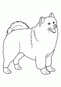 samoyed001