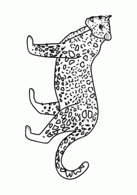 leopardo001