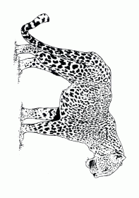 leopardo004