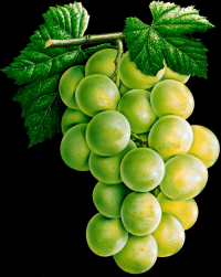 uvas-004