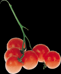 tomates-realistas-cachos-002