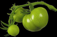 tomates-realistas-cachos-007