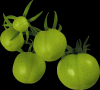 tomates-realistas-cachos-008