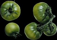 tomates-realistas-cachos-009