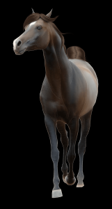 cavalo-png-transparente-013