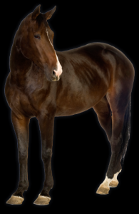 cavalo-png-transparente-015