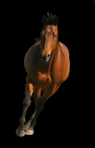 cavalo-png-transparente-023