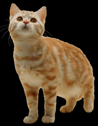 gato-listrado-png-transparentes-000