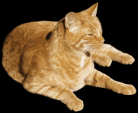 gato-listrado-png-transparentes-016