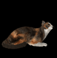 gato-malhado-png-transparente-005