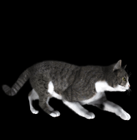 gato-png-transparente-000