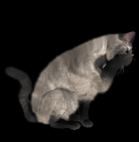 gato-png-transparente-004