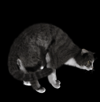 gato-png-transparente-005