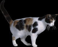 gato-png-transparente-007