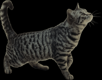 gato-png-transparente-008