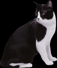 gato-png-transparente-010