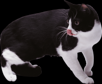 gato-png-transparente-012