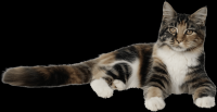 gato-png-transparente-013