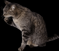 gato-png-transparente-016