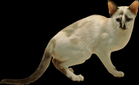 gato-png-transparente-022