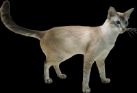 gato-png-transparente-024