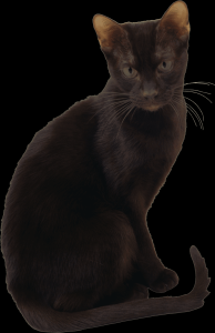 gato-png-transparente-031