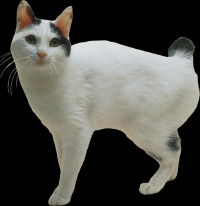 gato-png-transparente-032