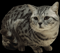 gato-png-transparente-034