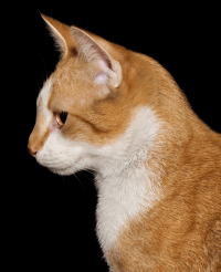 gato-png-transparente-049