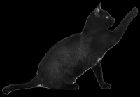 gato-preto-001