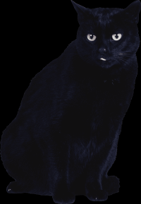 gato-preto-png-transparente-010