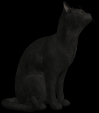 gato-preto-png-transparente-012