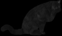 gato-preto-png-transparente-014