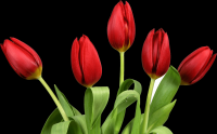 tulipa-039