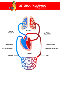 1papacaio-sistema-circulatorio-basico-01