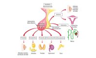 capa-anatomia-endocrino