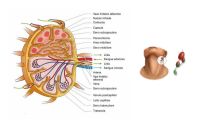 capa-anatomia-linfatico