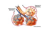 capa-anatomia-respiratorio