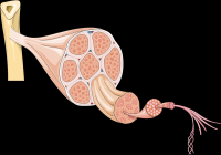 celula-muscular-001