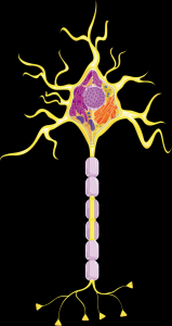 celula-nervosa-001