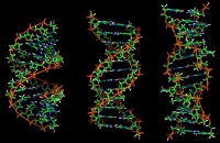 dna-1papacaio-013