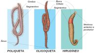 grupos-de-anelideos