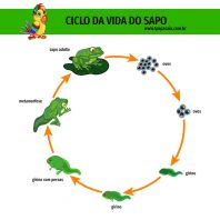 1papacaio-ciclo-da-vida-sapo