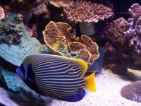 angelfish_1024