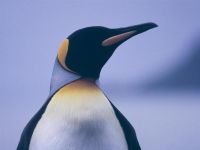 pinguin_close_1024