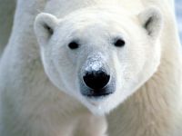 urso_polar_002_1600