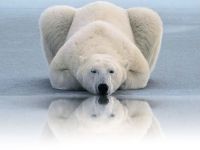 urso_polar_reflexo1024