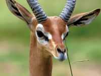 antilope1024